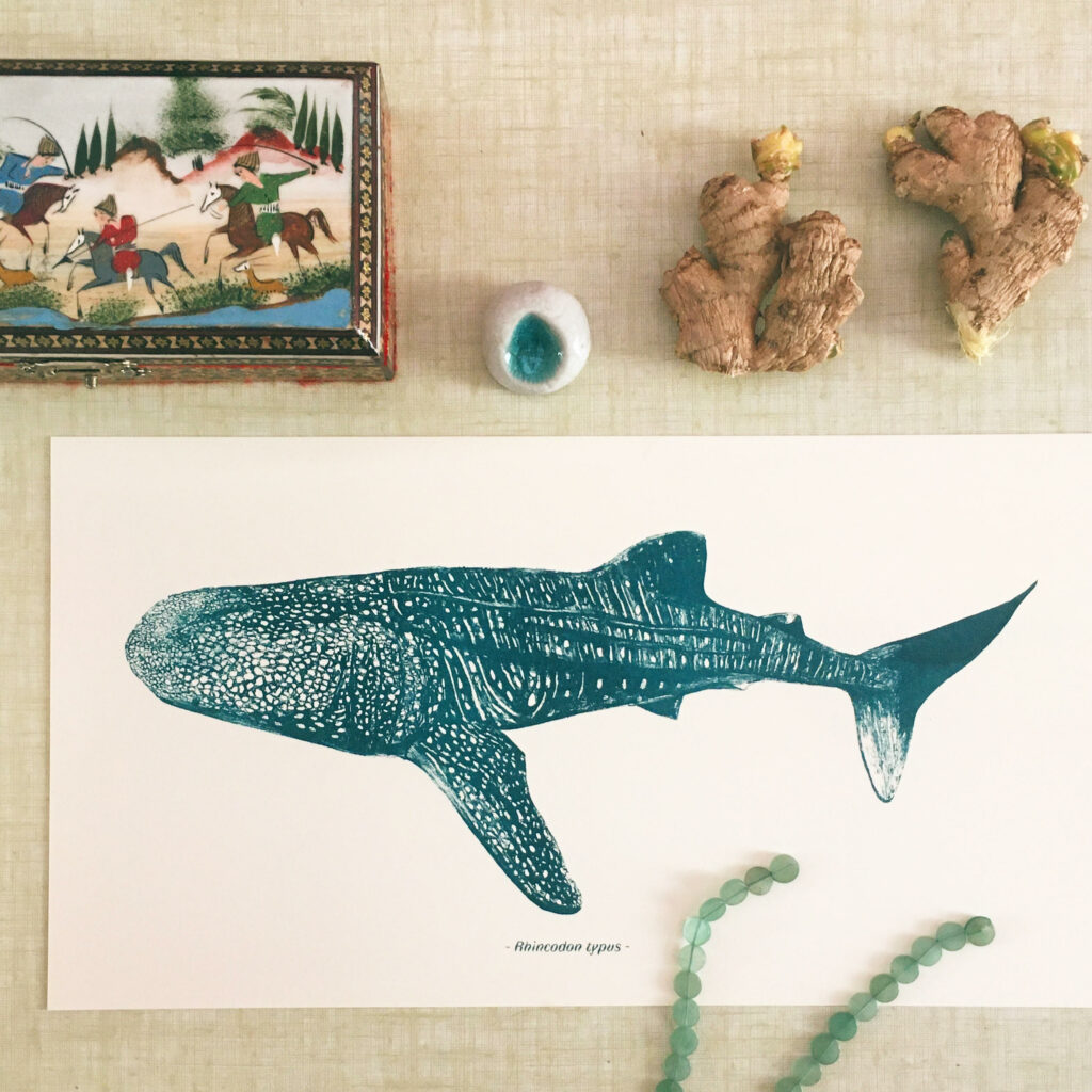 Illustration naturaliste de requin baleine par Amy Piou, disponible dans la boutique de créateurs l'Écrin à Strasbourg