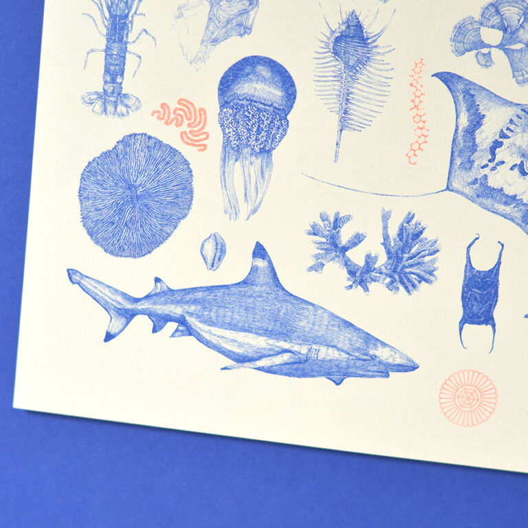 Illustration faune flore de la mer par Amypiou