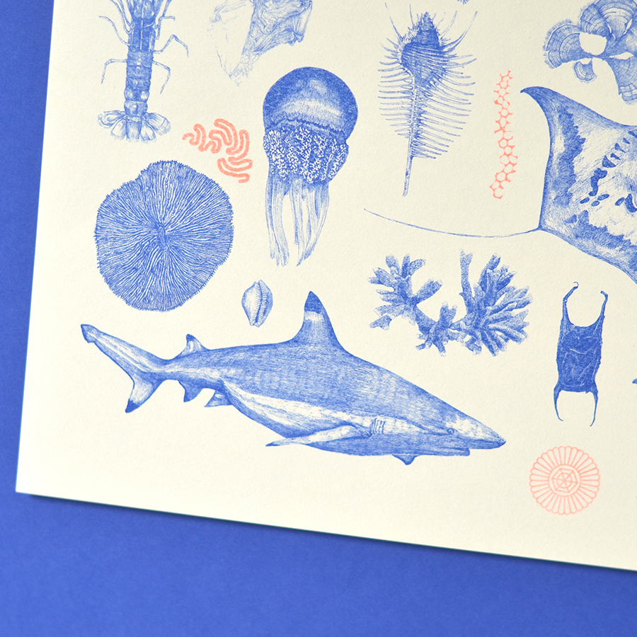 Illustration faune flore de la mer par Amypiou