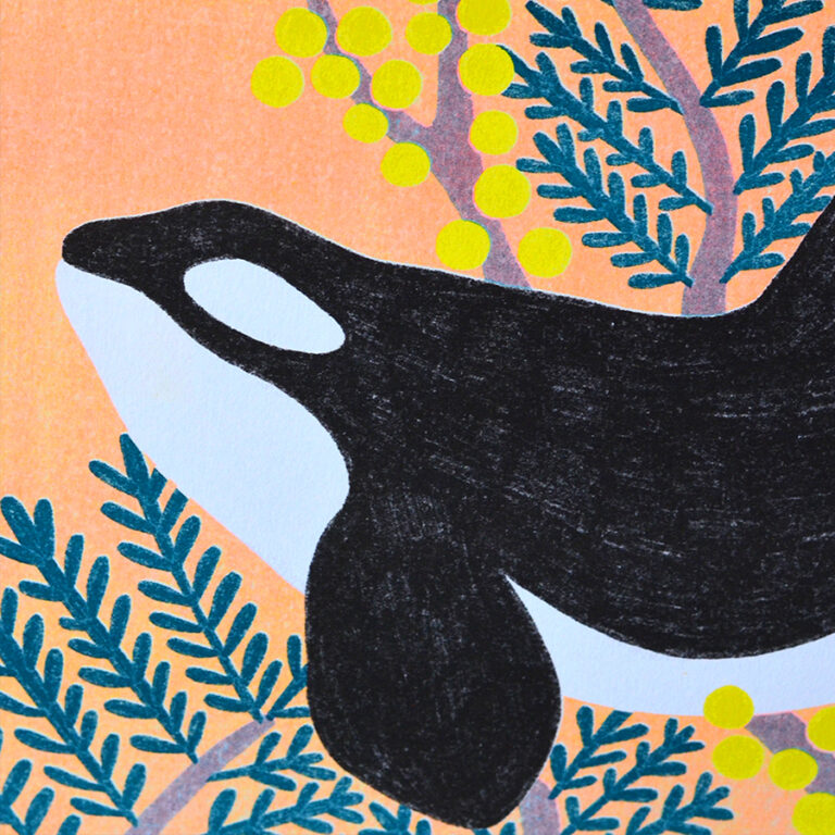 Amypiou illustration orque