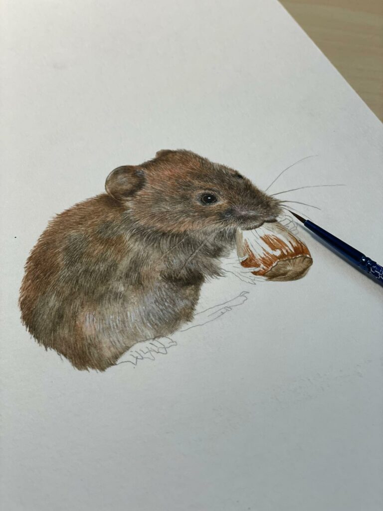 Dessin de rongeur de Valérie Etterlen pour la fresque immersive du Musée zoologique de Strasbourg