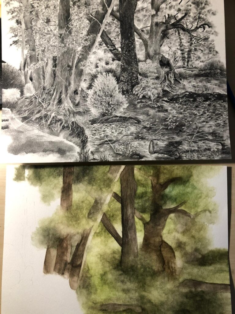 Musée zoologique de Strasbourg, dessins pour le biotope forêt de la fresque immersive