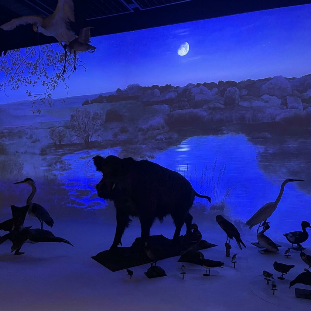 Musée zoologique de Strasbourg, fresque, biotope Marais